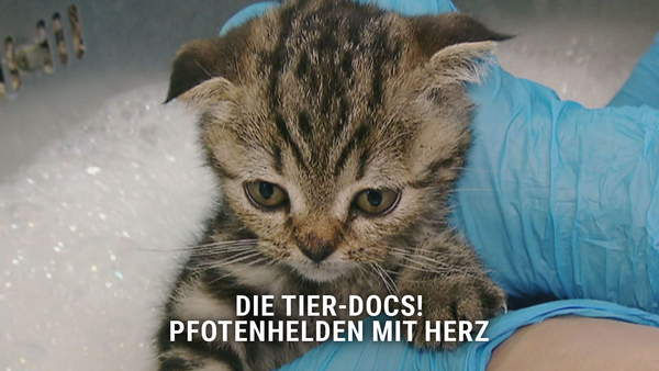 Die Tier-Docs! Pfotenhelden mit Herz