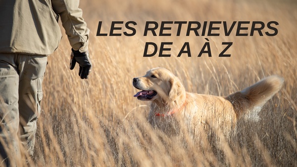 Les retrievers de A à Z