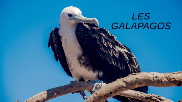Les Galapagos