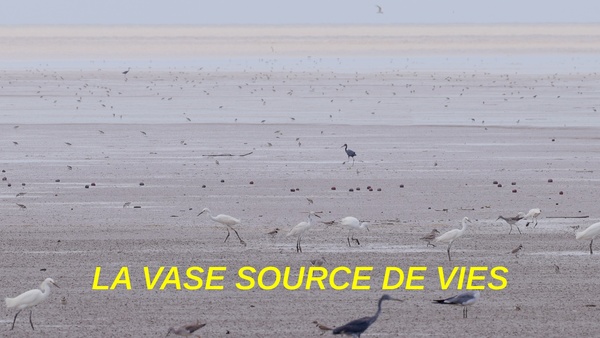 La vase source de vies