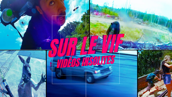 Sur le vif: vidéos insolites
