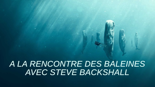 À la rencontre des baleines avec Steve Backshall