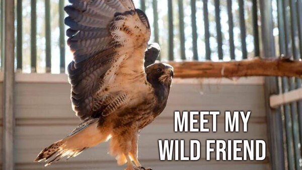 Meet My Wild Friend