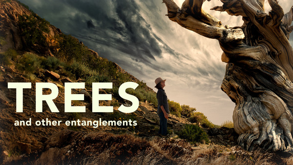 Trees, and Other Entanglements