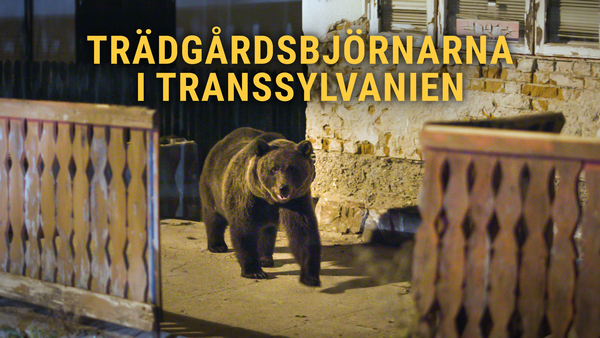 Trädgårdsbjörnarna i Transsylvanien