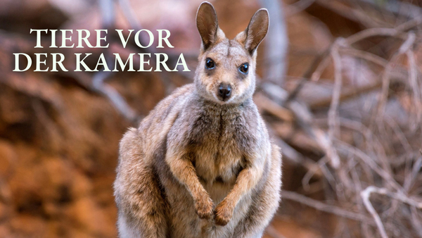 Tiere vor der Kamera