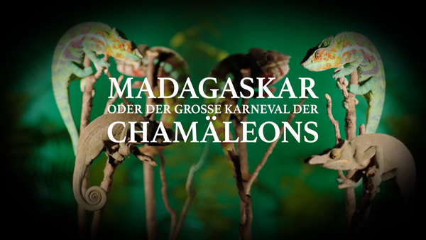 Madagaskar oder der große Karneval der Chamäleons