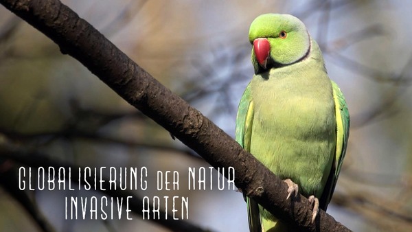 Globalisierung der Natur: Invasive Arten