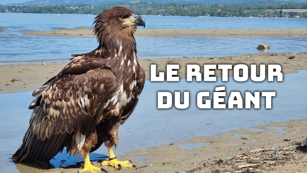 Le retour du géant