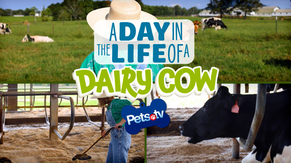 Pets.TV - A Day in the Life of a Dairy Cow