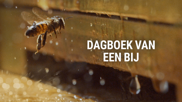 Dagboek van een bij