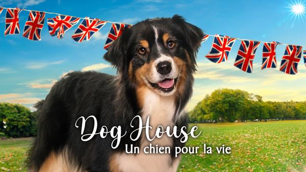 Dog house : un chien pour la vie