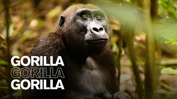 Gorilla gorilla gorilla