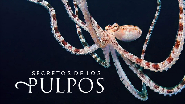 Secretos de los Pulpos