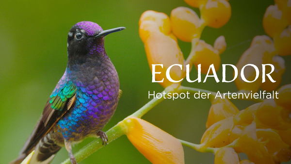 Ecuador, Hotspot der Artenvielfalt