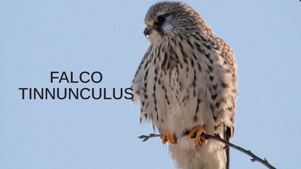 Falco tinnunculus