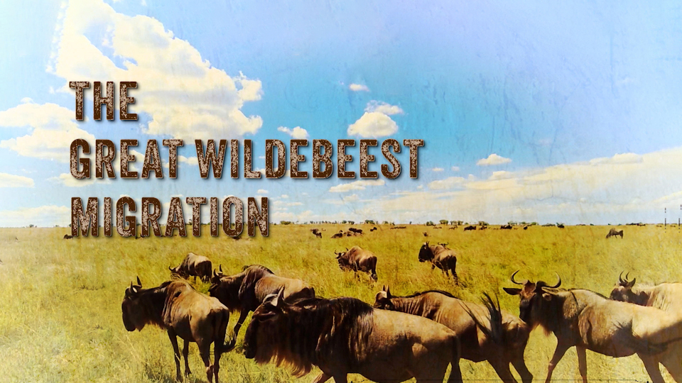 Pets.TV -- The Great Wildebeest Migration