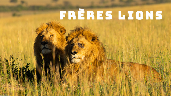 Frères lions