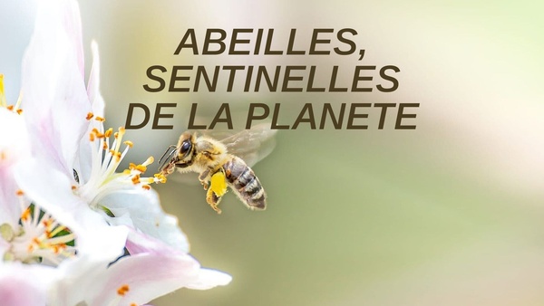Abeilles, sentinelles de la planete