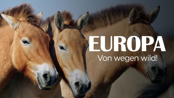 Europa, von wegen wild!