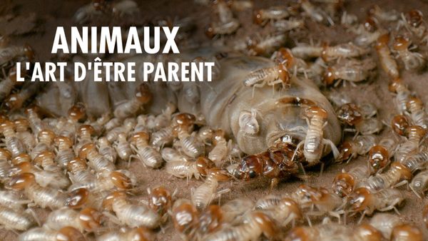 Animaux, l'art d'être parent