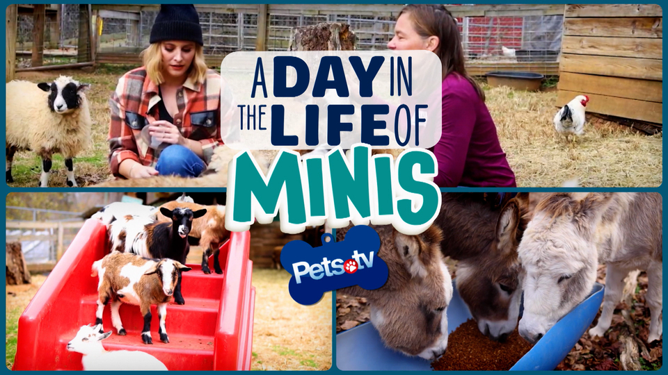 Pets.TV - A Day in the Life of Minis