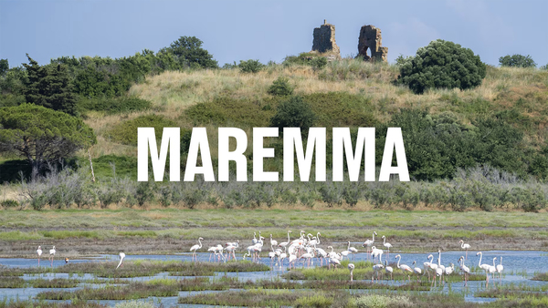 Maremma