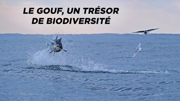 Le gouf, un trésor de biodiversité