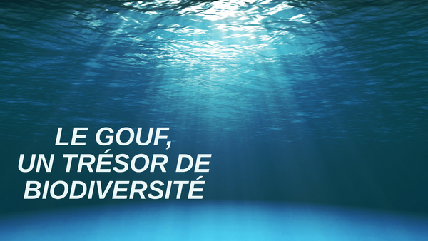 Le gouf, un trésor de biodiversité