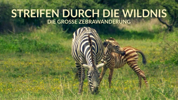 Streifen durch die Wildnis - Die große Zebrawanderung