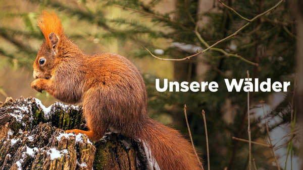 Unsere Wälder