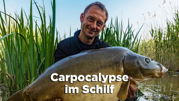 Carpocalypse im Schilf