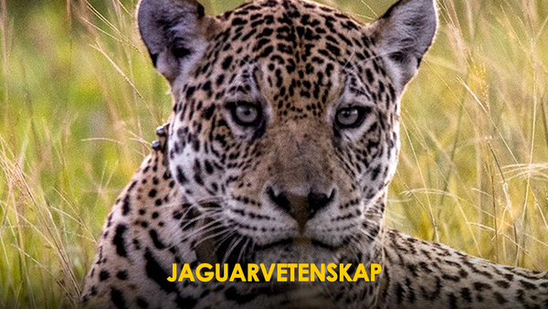 Jaguarvetenskap