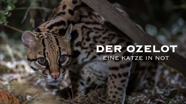 Der Ozelot: Eine Katze in Not