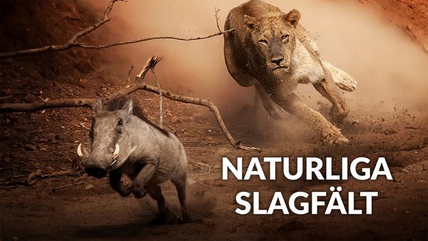Naturliga slagfält
