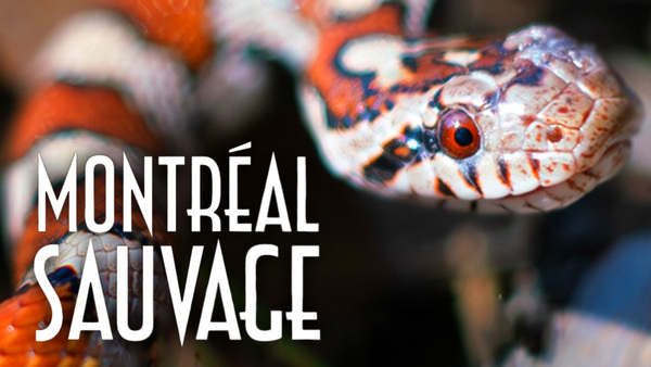 Montréal sauvage