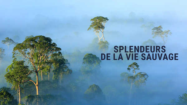 Splendeurs de la vie sauvage