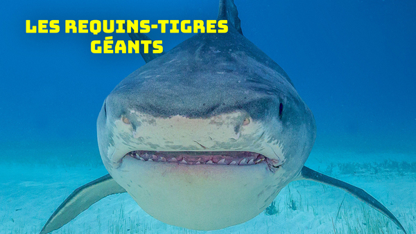 Les requins-tigres géants