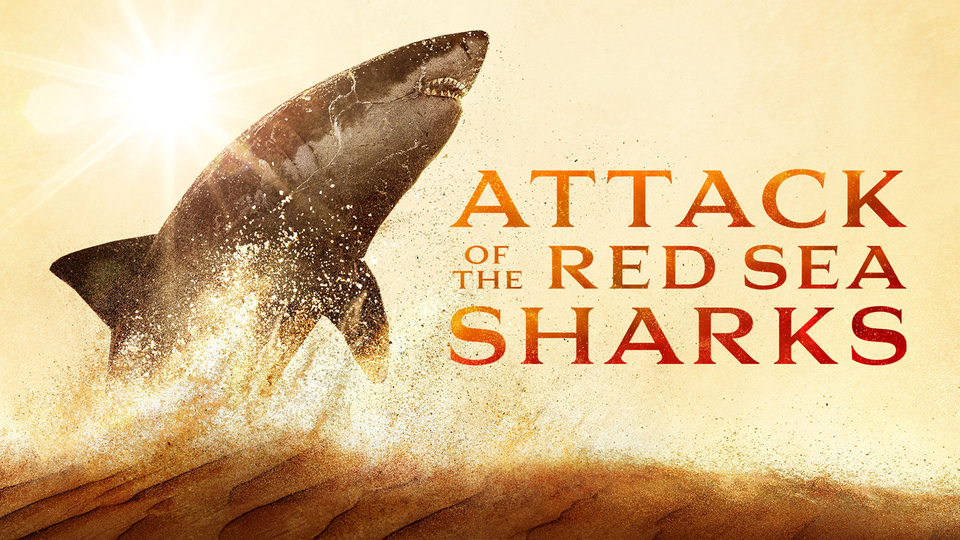 Attack of the Red Sea Sharks