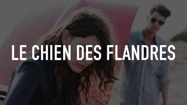 Le chien des Flandres