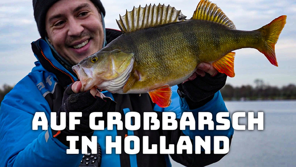 Auf Großbarsch in Holland