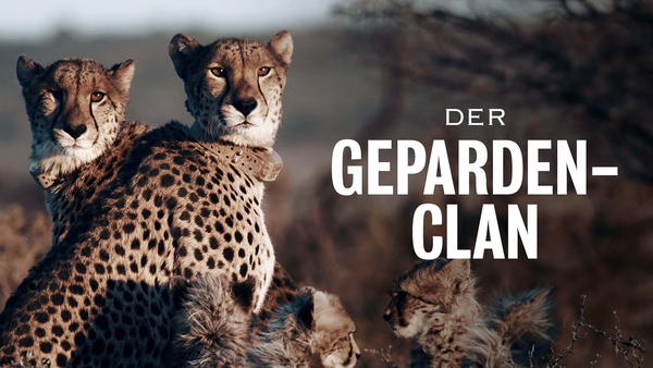 Der Geparden-Clan