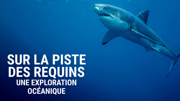 Sur la piste des requins : une exploration océanique