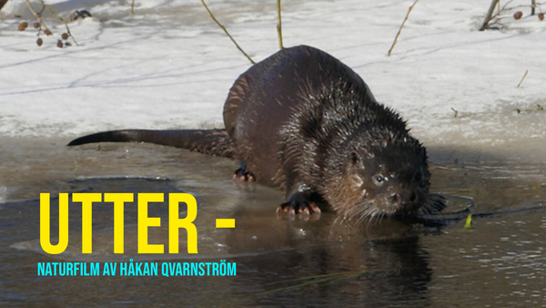 Utter - Naturfilm av Håkan Qvarnström