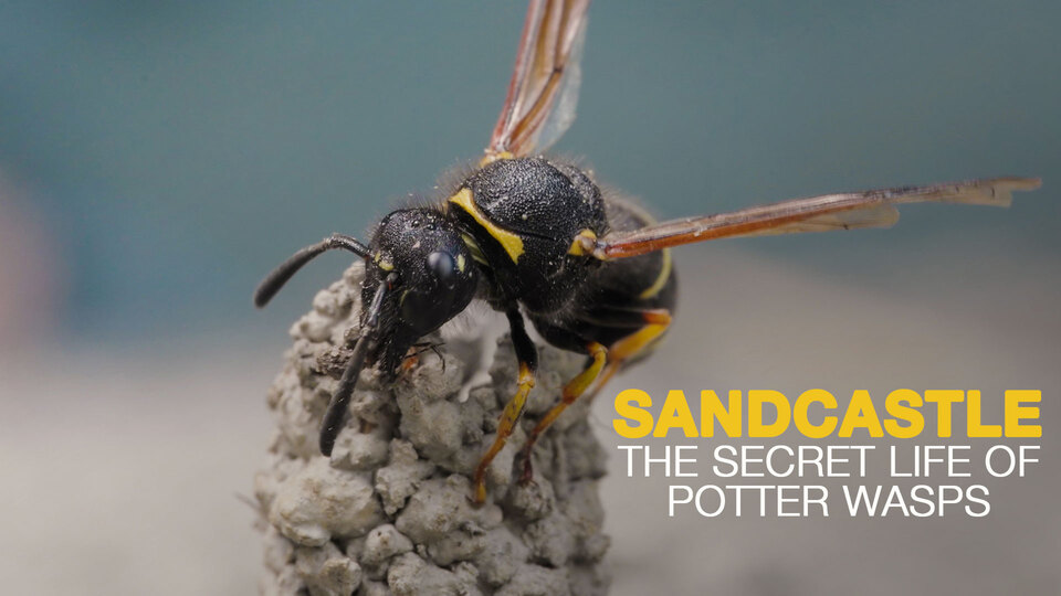 Sandcastle: The Secret Life of Potter Wasps