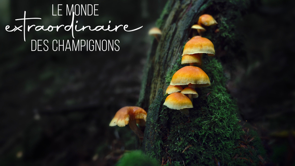 Le monde extraordinaire des champignons