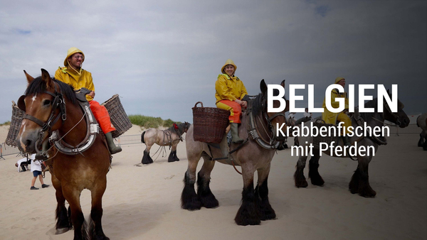 Belgien - Krabbenfischen mit Pferden