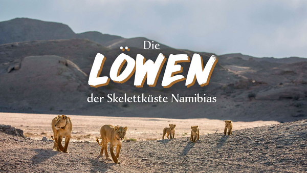 Geister der Wüste - Die Löwen der Skelettküste Namibias