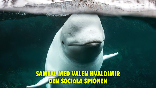 Samtal med valen Hvaldimir - Den sociala spionen