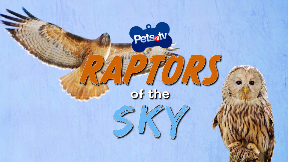 Pets.TV - Raptors of the Sky